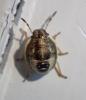 Holcostethus sp.